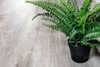 SPC ламинат Alpine Floor ECO 134-55 MC Ясень Серый 34 класс 1220х184х3.5 мм (каменно-полимерный)