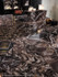 Керамогранит Marvel Dream Crystal Beauty 75x150 Lappato Book. B