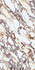 Керамогранит Calacatta Viola Lucidato BookMatch лицо A 12+ 162х324 Laminam I Naturali Marmi полированный универсальная плитка LAMFFM0268