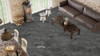 Керамогранит Shadestone Black Polish Sugar 60x60 Duna универсальная плитка 00-00864643