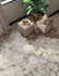 Керамогранит Forte dei Marmi Ceppo Apuano Pearl Rett 80x160 Atlas Concorde антискользящий (grip), матовый универсальный 610010002714
