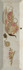 Декор Monopole Decor Bonjour Tea Marfil 10x30, , глянцевый керамический