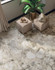 Керамогранит Forte dei Marmi Ceppo Apuano Cream Rett 80x160 Atlas Concorde антискользящий (grip), матовый универсальный 610010002715