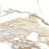 Керамогранит Beige Polished Primavera 60x60 полированный напольная плитка PR141