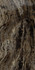 Керамогранит Grande Marble Look Frappuccino Lux Rett. M0G9
