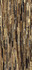 Керамогранит 0502013 The Wild Spirit Tiger Gold Lux 59.6x119.2 Roberto Cavalli полированный универсальная плитка