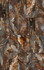 Керамогранит Cosmic Serenade Lev+Ret 60x120 Naxos полированный универсальный 127681