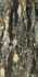 Керамогранит Bijoux Quatre Saisons Glossy 6 mm 120x280 полированный