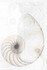 Панно Nautilus ракушка многоцветный (NT2O453DT) 39.6x59.8 керамическое