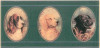 Декор Dogs 10x20 Petracer`s Grand Elegance глянцевый керамический B DOGS