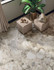 Керамогранит Forte dei Marmi Ceppo Apuano Pearl Rett 120x120/ Atlas Concorde матовый универсальная плитка 600010002411