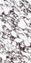 Керамогранит Bookmatch Calacatta Viola B Polished 160х320 Ascale полированный универсальная плитка 10871-0003