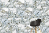 Керамогранит K951839LPR01VTET CityMarble Амазония Мультиколор R9 60x60 Vitra лаппатированный (полуполированный) универсальная плитка