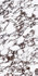 Керамогранит Bookmatch Calacatta Viola A Soft Matt. 160х320 Ascale матовый универсальная плитка 10871-0002