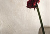 Керамогранит Platinum White 100x100 Porcelaingres Royal Stone матовый универсальная плитка X1010384X6