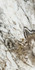 Керамогранит Fantasy Levigato+Rettificato 60x120 универсальный полированный
