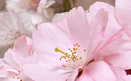 Декор Букет Розовый 25х40 Belleza глянцевый керамический 07-00-5-09-01-41-662