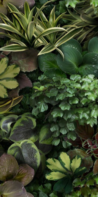 Керамогранит Jane C 50x100 41ZERO42 матовый настенный 4100153