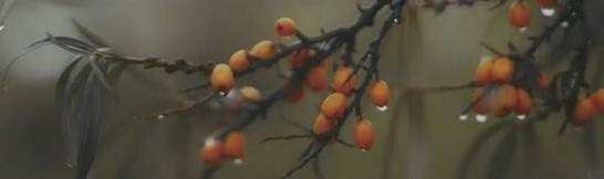 Декор OS/A118/9016 Тракай 6 глянцевый 8.5x28.5 Kerama Marazzi керамический