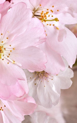 Декор Букет Розовый 25х40 Belleza глянцевый керамический 07-00-5-09-01-41-663