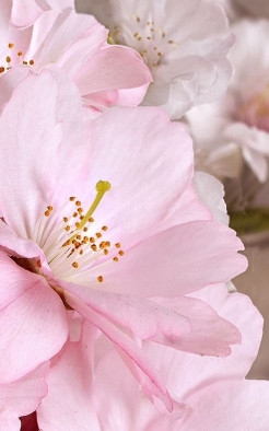 Декор Букет Розовый 25х40 Belleza глянцевый керамический 07-00-5-09-01-41-662