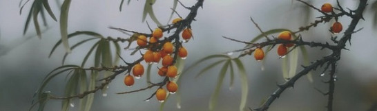 Декор OS/A119/9016 Тракай 7 глянцевый 8.5x28.5 Kerama Marazzi керамический