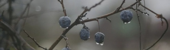 Декор OS/A120/9016 Тракай 8 глянцевый 8.5x28.5 Kerama Marazzi керамический